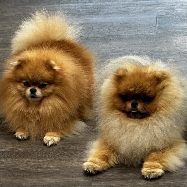 imageteam_team_wasabi-momo_coiffeur_lupfig